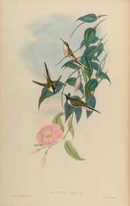 Heliactin cornuta = Heliactin bilophus alkotó: John Gould